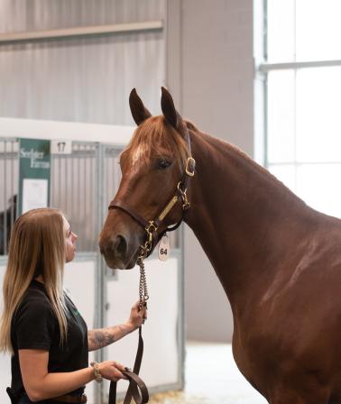 London Classic Yearling Sale 2023