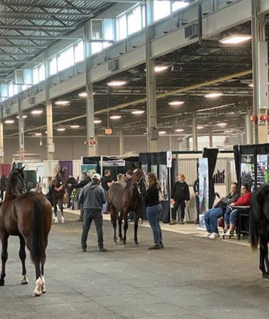 London Classic Yearling Sale 2023 - Sale Preview