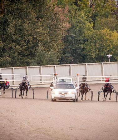 Harness Racing: Horses at the starting gate