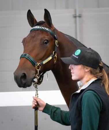 London Classic Yearling Sale